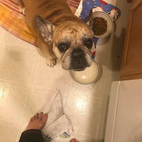 Meet your Posher, Hazel - Picture 1 of 1